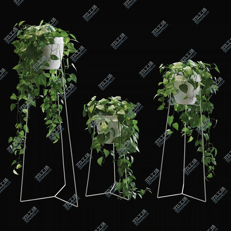 images/goods_img/2021040234/Scandens plant 3/4.jpg